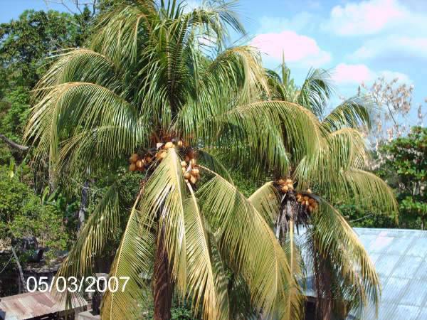 Coconut tree near the church